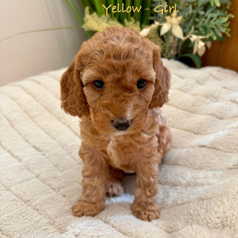 Beautiful F2 Cockapoo Puppies - Image 2 of 12
