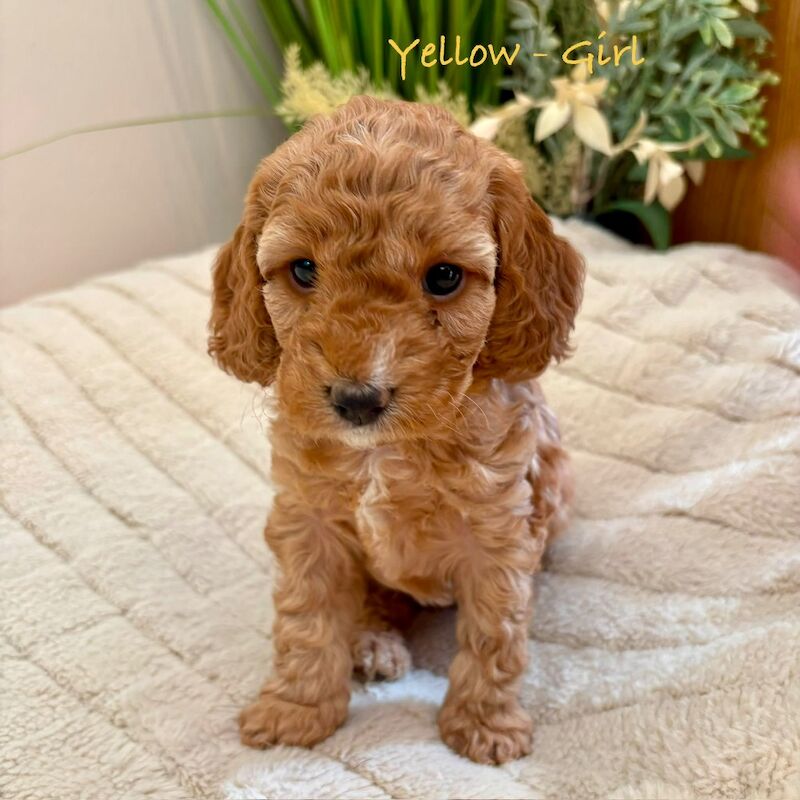 Beautiful F2 Cockapoo Puppies - Image 3 of 12