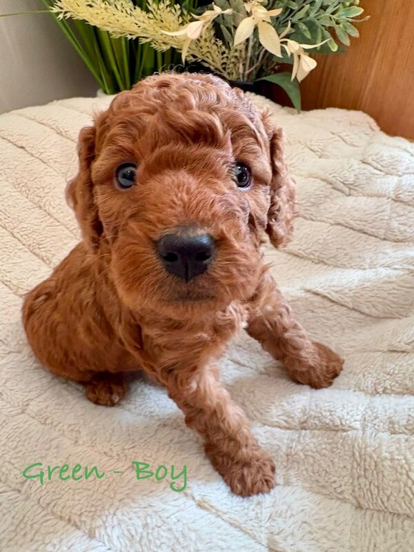 Beautiful F2 Cockapoo Puppies - Image 4 of 12