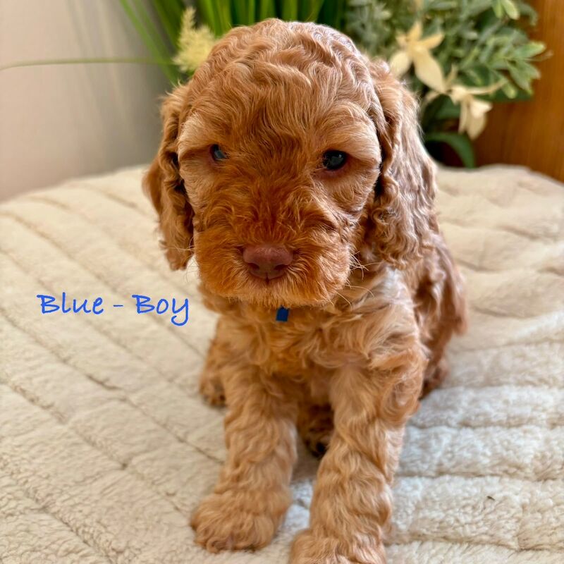 Beautiful F2 Cockapoo Puppies - Image 5 of 12
