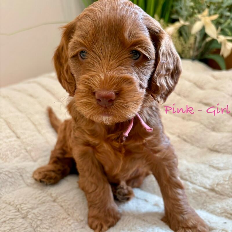 Beautiful F2 Cockapoo Puppies - Image 6 of 12