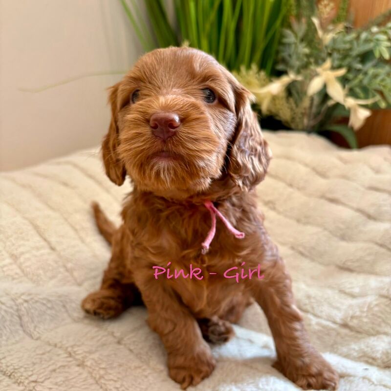 Beautiful F2 Cockapoo Puppies - Image 7 of 12