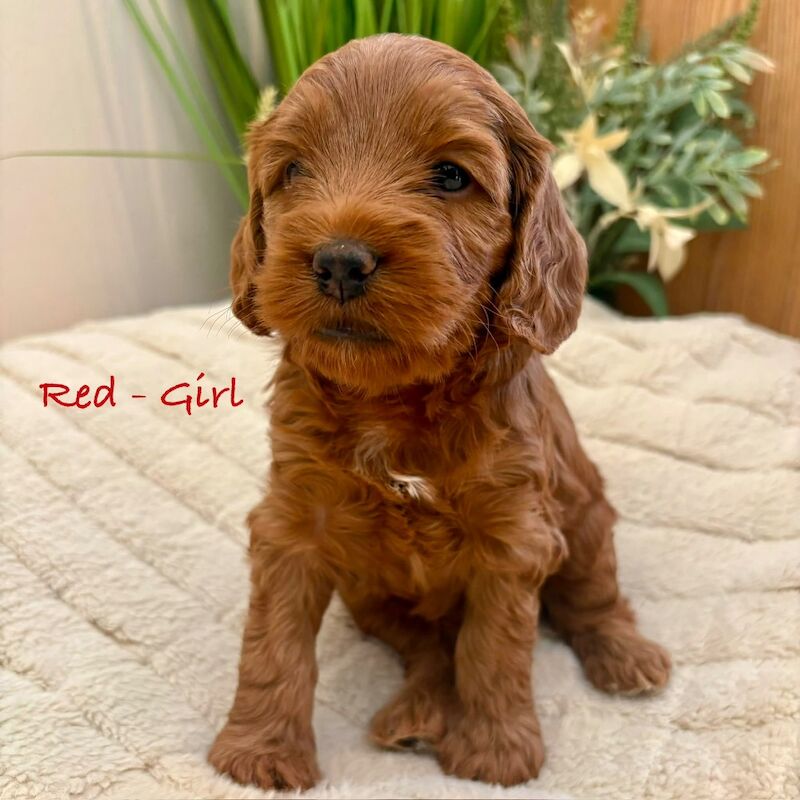 Beautiful F2 Cockapoo Puppies - Image 8 of 12