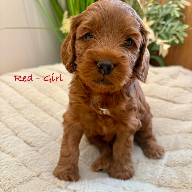 Beautiful F2 Cockapoo Puppies - Image 9 of 12