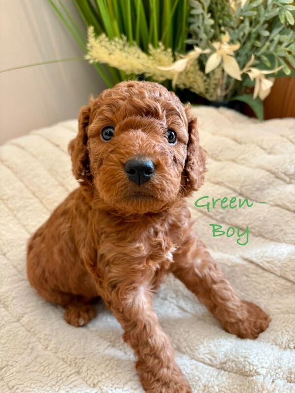 Beautiful F2 Cockapoo Puppies - Image 10 of 12