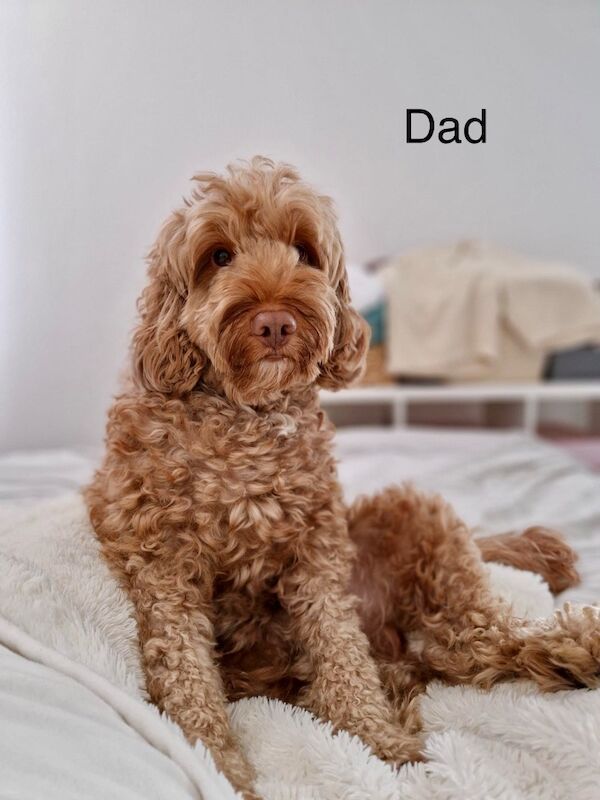 Beautiful F2 Cockapoo Puppies - Image 11 of 12