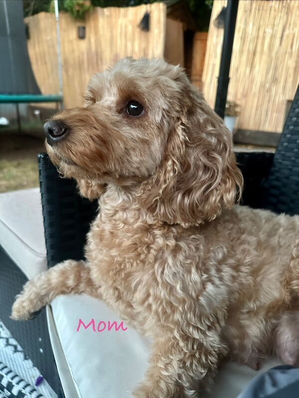 Beautiful F2 Cockapoo Puppies - Image 12 of 12