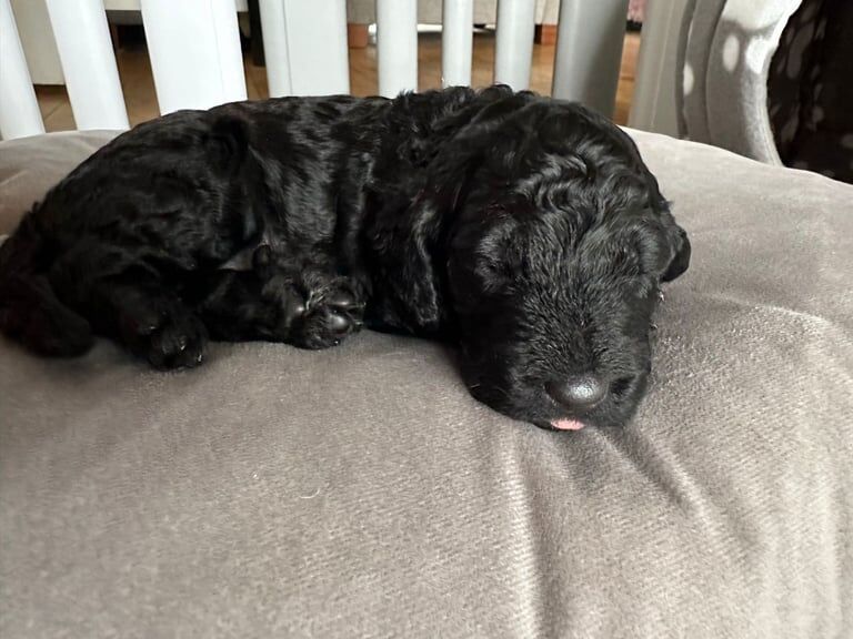 Cockapoo puppies for sale in Swinton, Greater Manchester – 3 weeks old