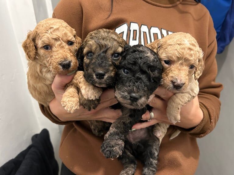 Cockapoo puppies for sale in Peterlee, Durham – 1 year old - Image 2 of 3