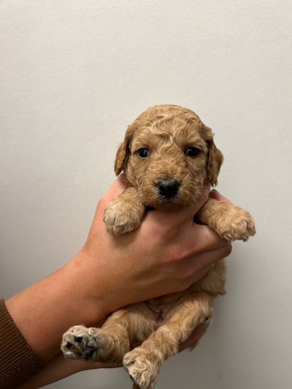 Cockapoo puppies for sale in Peterlee, Durham – 1 year old - Image 3 of 3