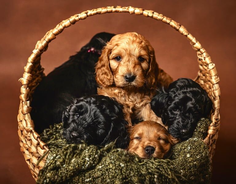 Beautiful F2 Cockapoo Puppies for sale in Norwich, Norfolk
