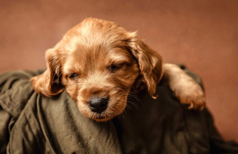 Cockapoo puppies for sale in Norwich, Norfolk – 9 months old - Image 3 of 3