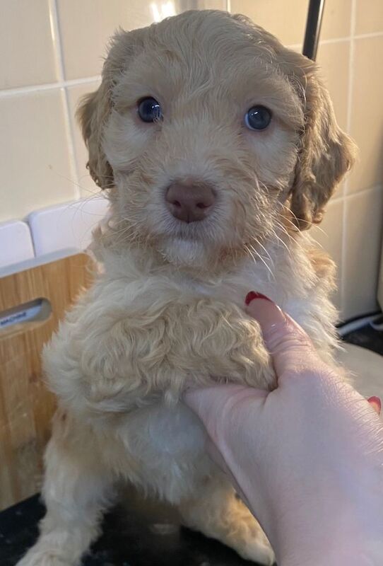 Cockapoo Puppies For Sale