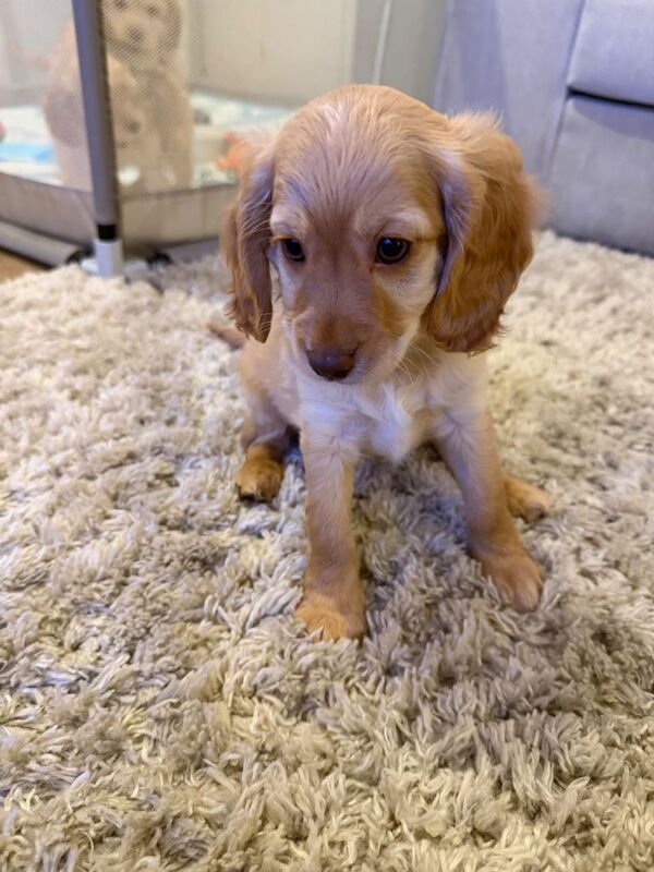 Beautiful f2 cockapoo puppies