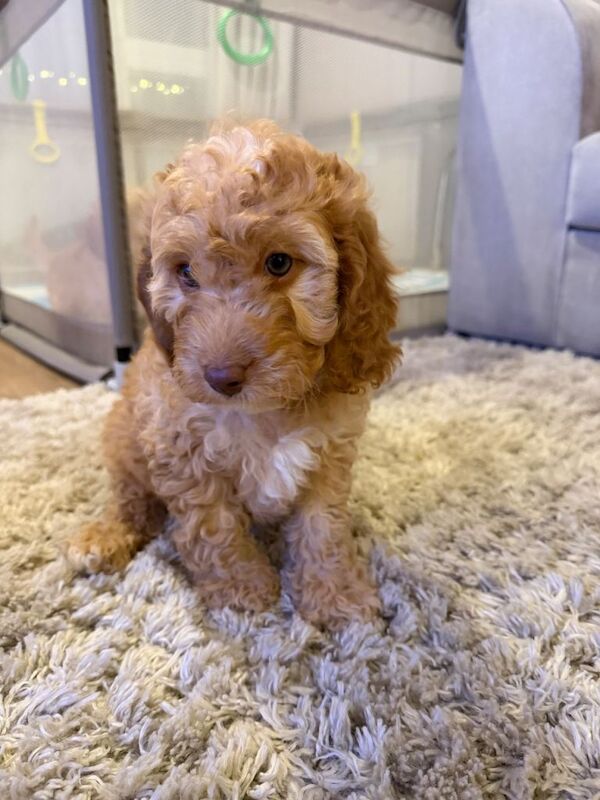 Beautiful f2 cockapoo puppies - Image 2 of 5