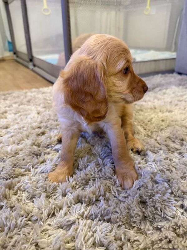Beautiful f2 cockapoo puppies - Image 3 of 5