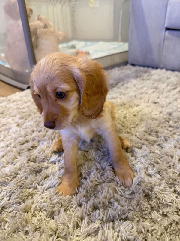 Beautiful f2 cockapoo puppies - Image 4 of 5