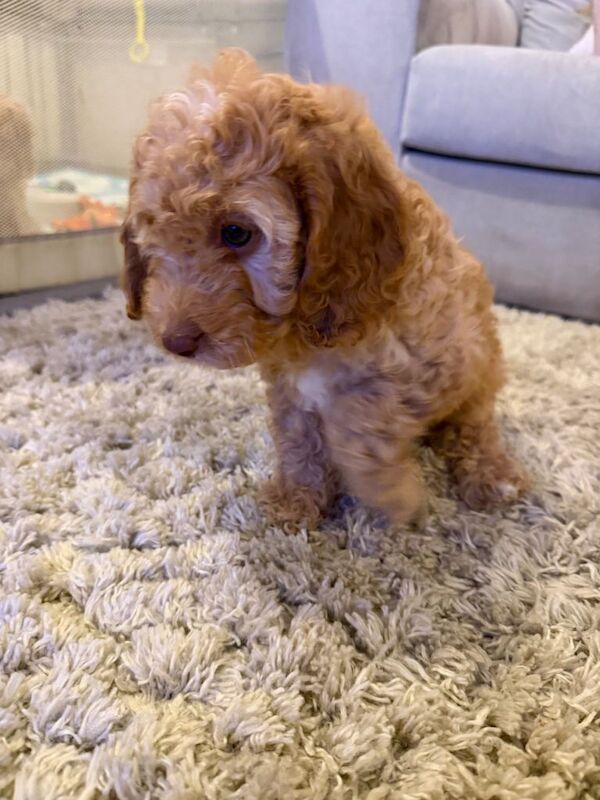 Beautiful f2 cockapoo puppies - Image 5 of 5