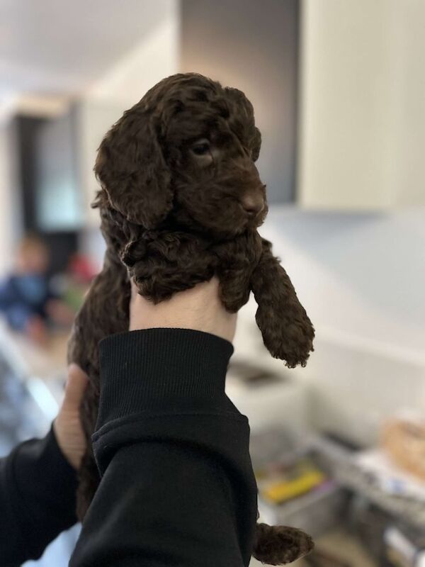 Cockapoo puppies for sale in Melton Mowbray, Leicestershire – 1 year old - Image 3 of 3