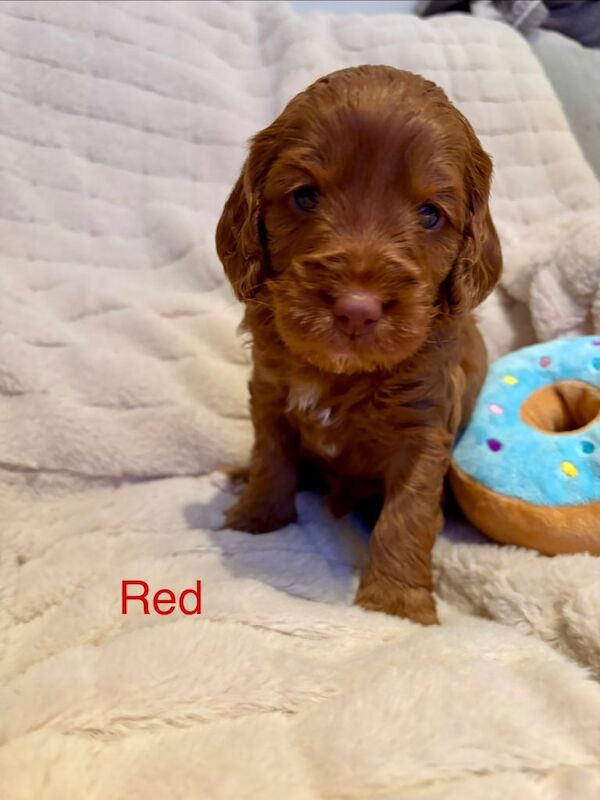 Cockapoo puppies for sale in Longbridge, West Midlands – 4 weeks old - Image 2 of 4