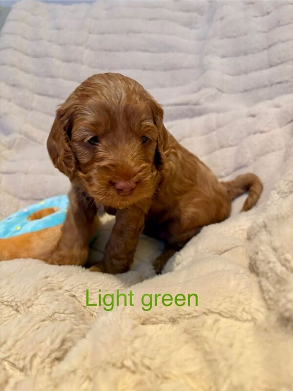 Cockapoo puppies for sale in Longbridge, West Midlands – 4 weeks old - Image 3 of 4