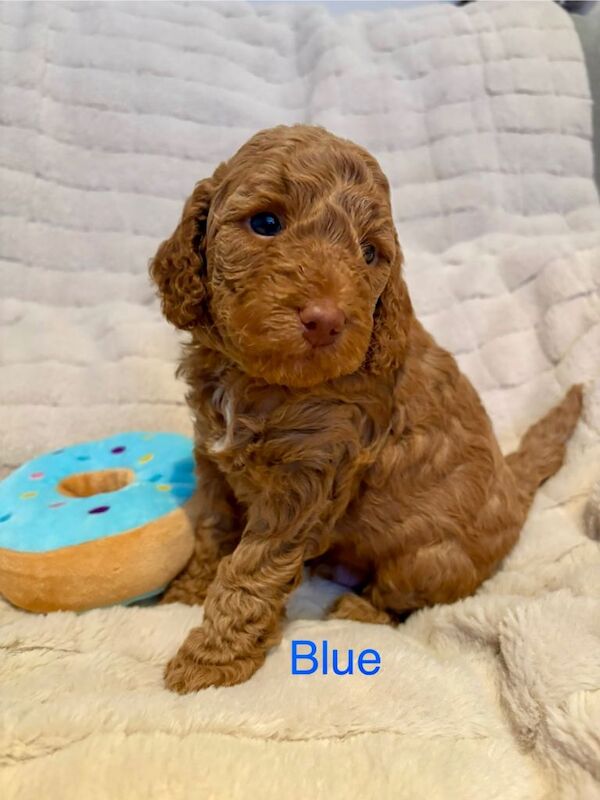 Cockapoo puppies for sale in Longbridge, West Midlands – 5 weeks old