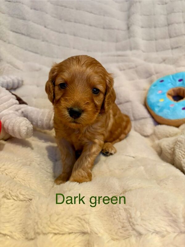 Cockapoo puppies for sale in Longbridge, West Midlands – 6 weeks old - Image 4 of 4