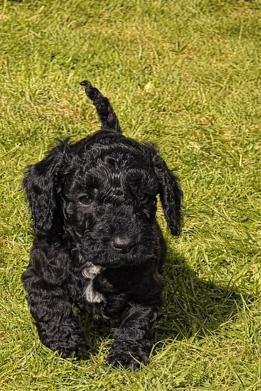 Cockapoo Puppies For Sale Under £1,000