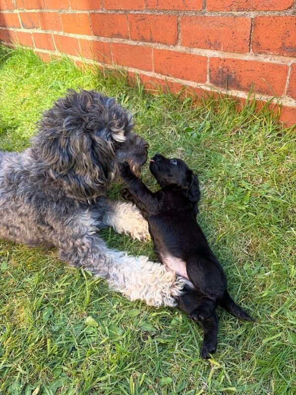 Beautiful F2 cockapoos - Image 2 of 5