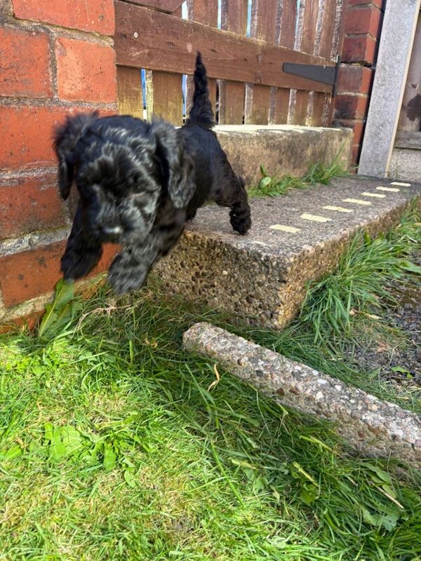 Beautiful F2 cockapoos - Image 3 of 5