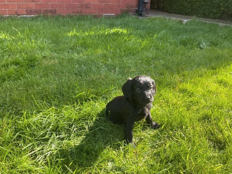 Beautiful F2 cockapoos - Image 4 of 5