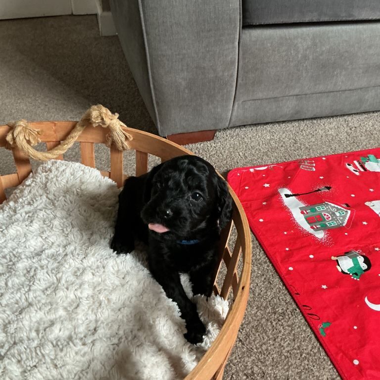 Beautiful F2 cockapoos - Image 5 of 5