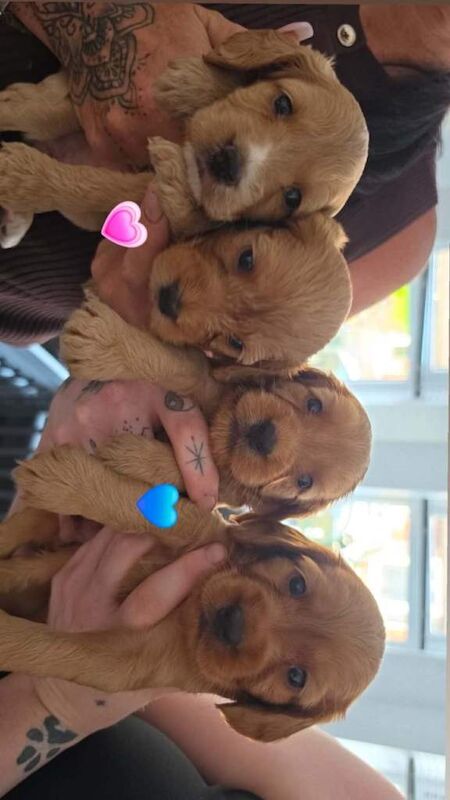 Beautiful f2 cockapoos