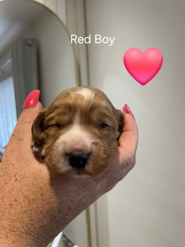 Cockapoo puppies for sale in Harworth, Nottinghamshire – 2 weeks old