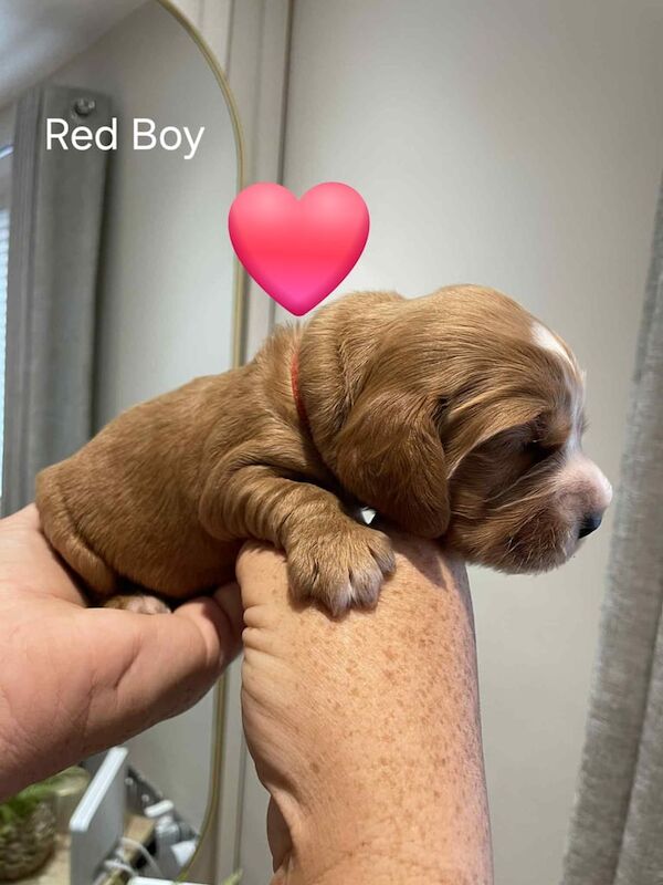 Cockapoo puppies for sale in Harworth, Nottinghamshire – 2 weeks old - Image 2 of 3
