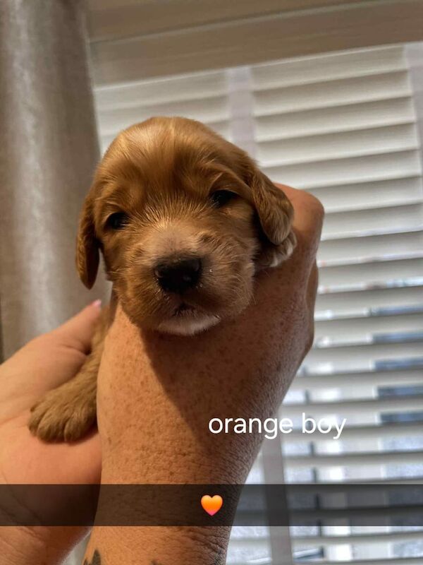 Cockapoo puppies for sale in Harworth, Nottinghamshire – 2 weeks old - Image 3 of 3