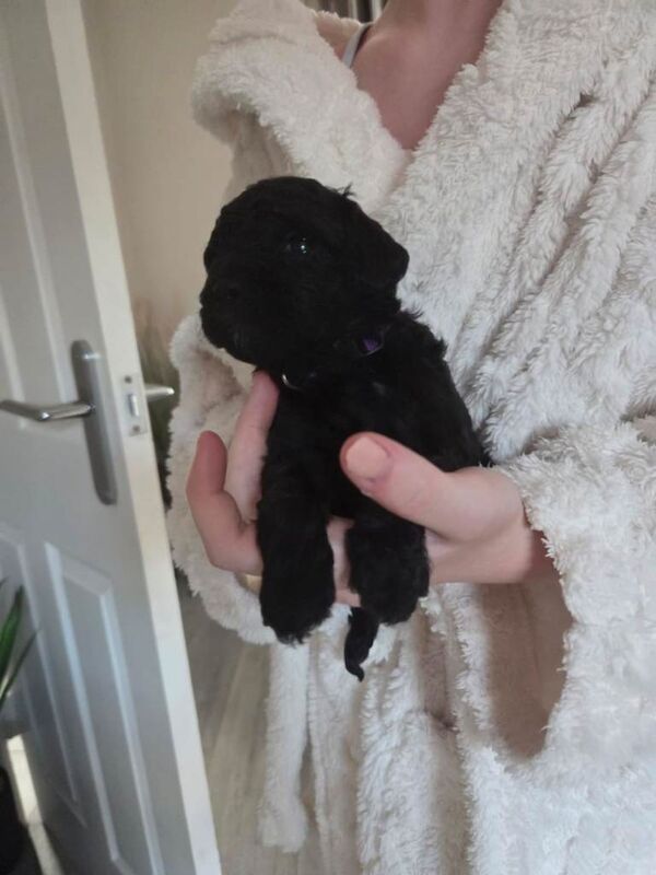 Beautiful F2 miniature cockapoo's
