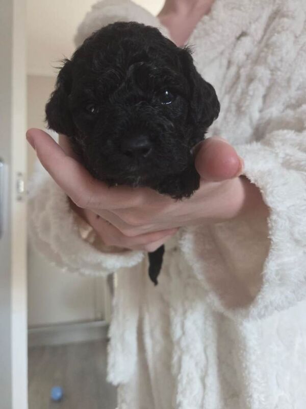 Beautiful F2 miniature cockapoo's - Image 2 of 3