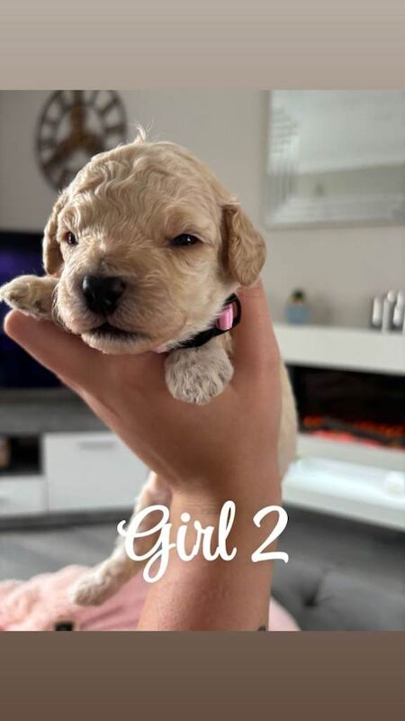 Beautiful F2 miniature cockapoo's - Image 3 of 3