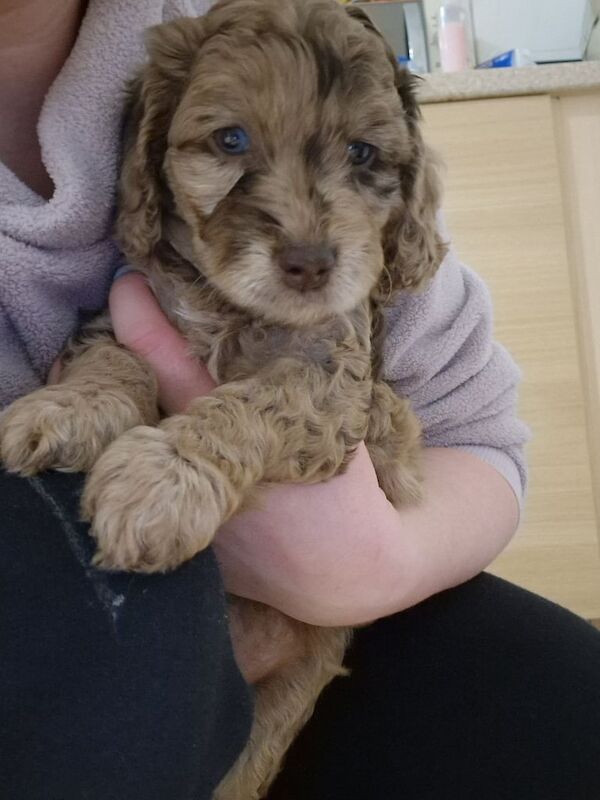 🐾 Beautiful F2B Chocolate & Chocolate Merle Cockapoo Puppies 🐾 for sale in Stafford, Staffordshire