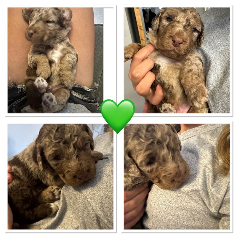 Beautiful flb Cockapoos for sale in Sittingbourne, Kent - Image 9