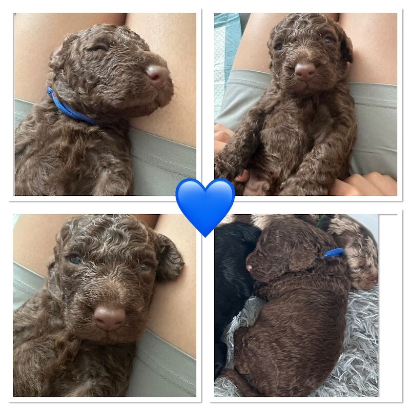 Beautiful flb Cockapoos for sale in Sittingbourne, Kent - Image 10