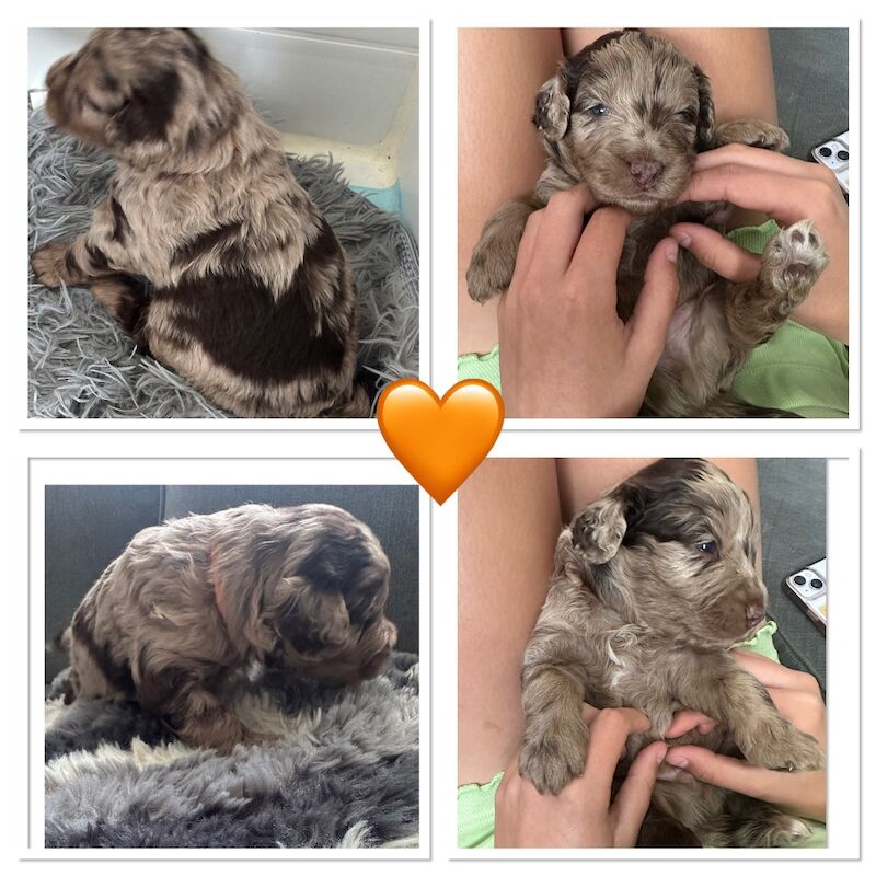 Beautiful flb Cockapoos for sale in Sittingbourne, Kent - Image 11