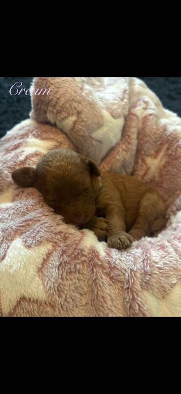 Kennel Club Registered Cockapoo Puppies For Sale