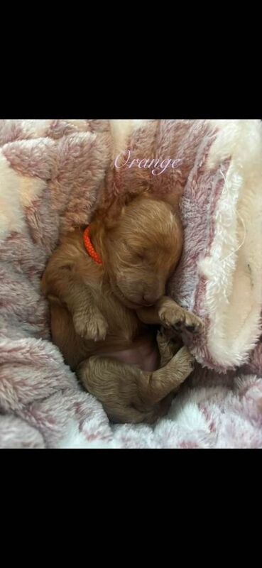 Cockapoo puppies for sale in Barnham, West Sussex – KC registered, 3 months old - Image 2 of 5