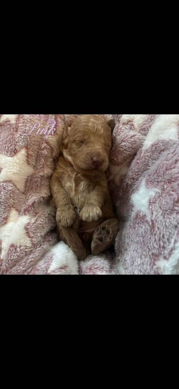 Cockapoo puppies for sale in Barnham, West Sussex – KC registered, 3 months old - Image 3 of 5