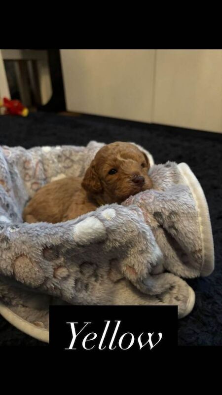Cockapoo puppies for sale in Barnham, West Sussex – KC registered, 3 months old - Image 4 of 5
