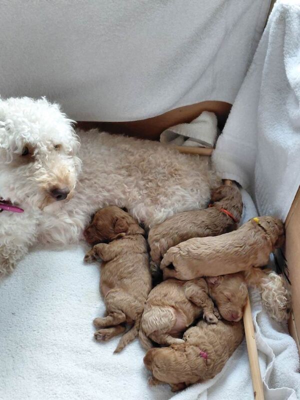 Cockapoo puppies for sale in Barnham, West Sussex – KC registered, 3 months old - Image 5 of 5