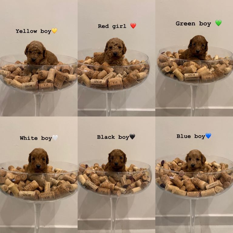 Cockapoo puppies for sale in Chatham, Kent – KC registered, 5 weeks old