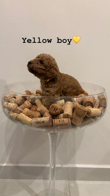 Cockapoo puppies for sale in Chatham, Kent – KC registered, 5 weeks old - Image 3 of 6